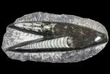 Polished Orthoceras (Cephalopod) Fossils - Morocco #96608-1